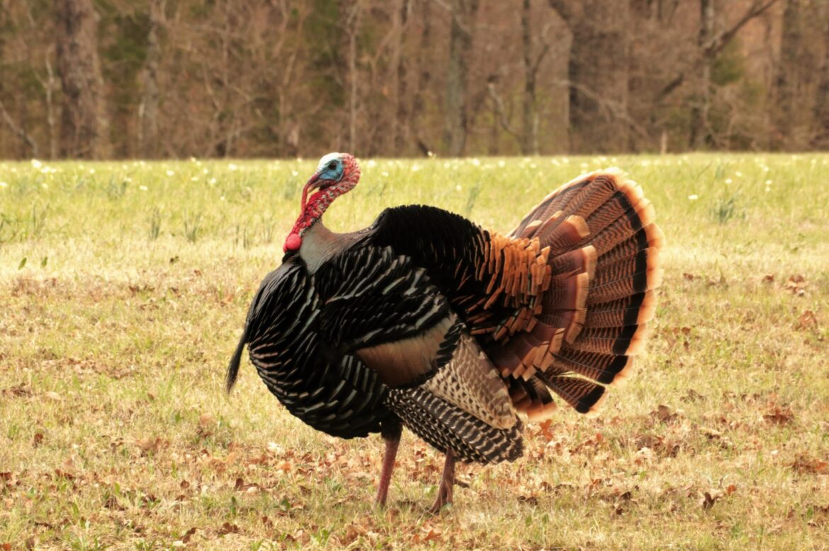 Wildlife Lookout: Weird Facts About the Wild Turkey